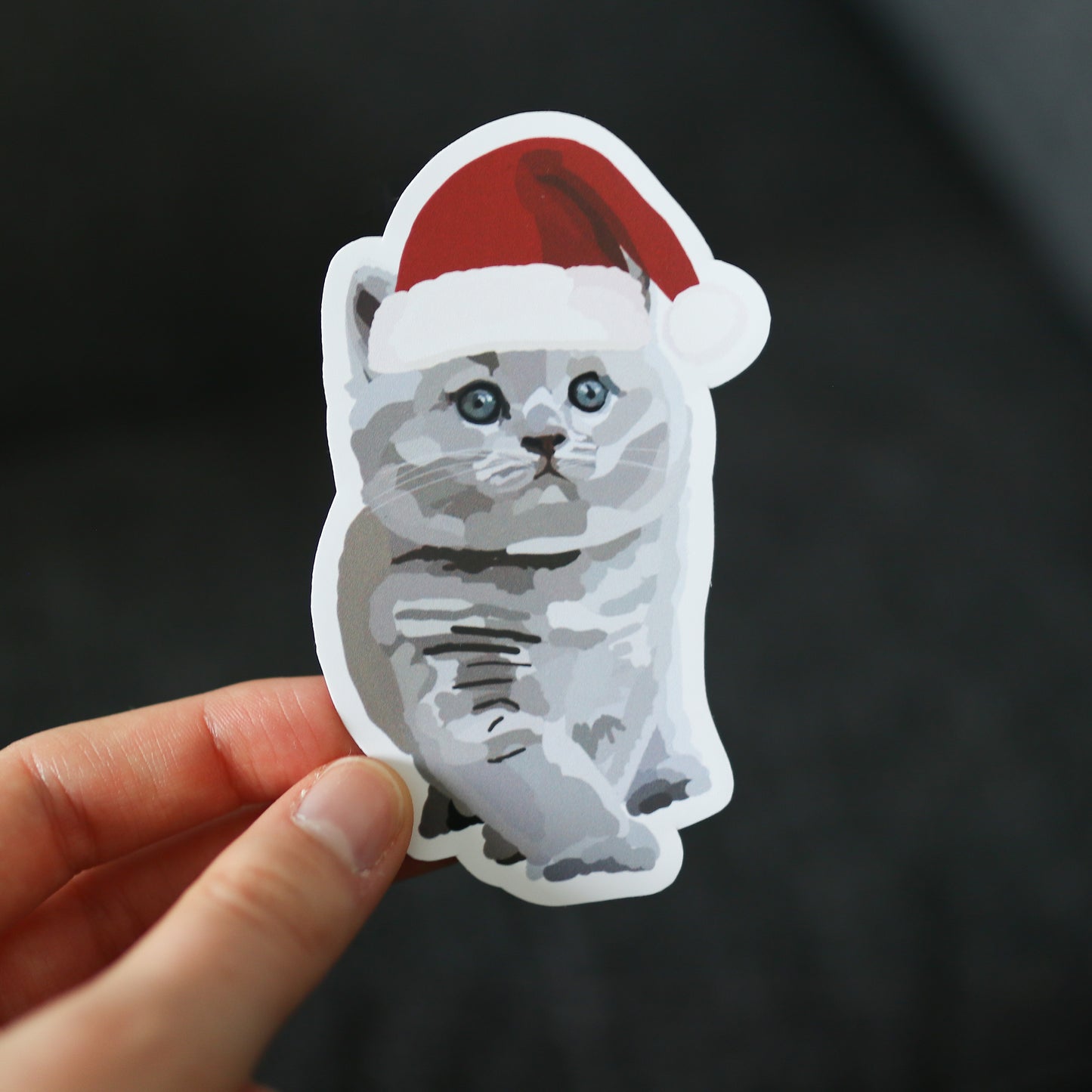 Christmas British Shorthair Kitten