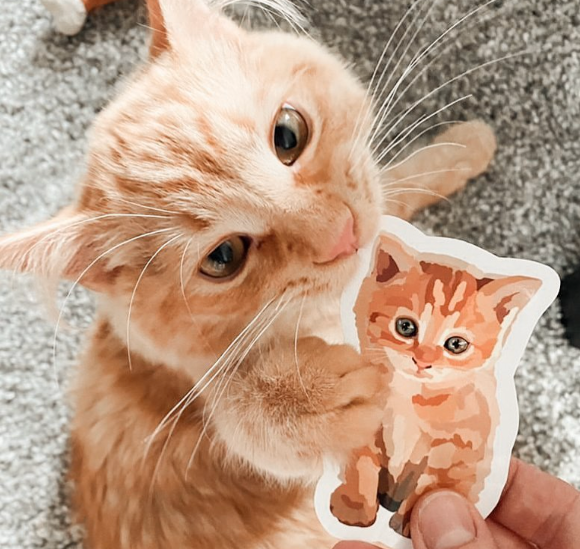 Ginger Kitten