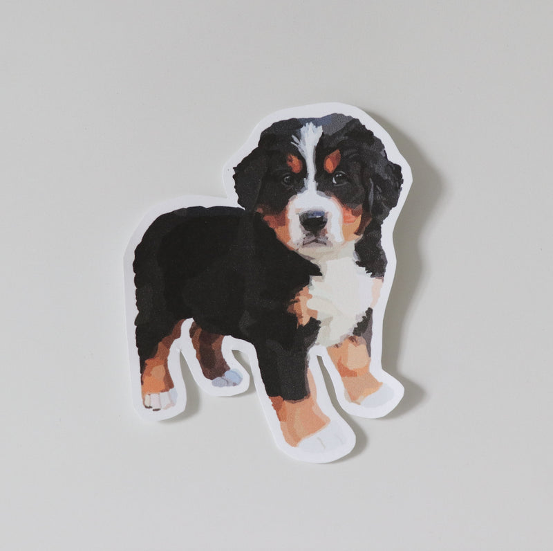 Bernese Mountain Dog