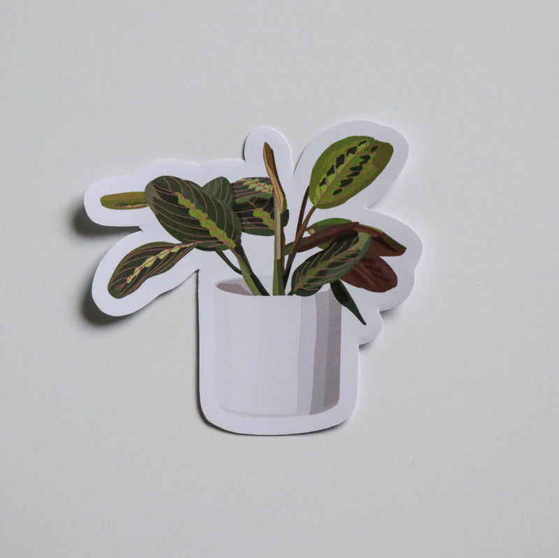 Prayer Plant