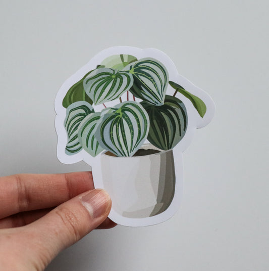 Watermelon Peperomia