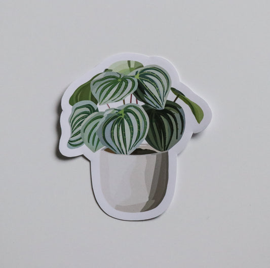 Watermelon Peperomia