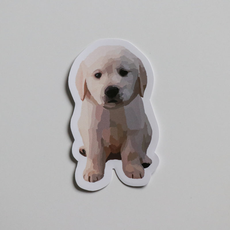 Golden Lab Puppy