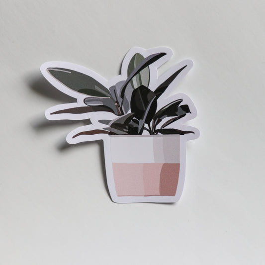 House Plant