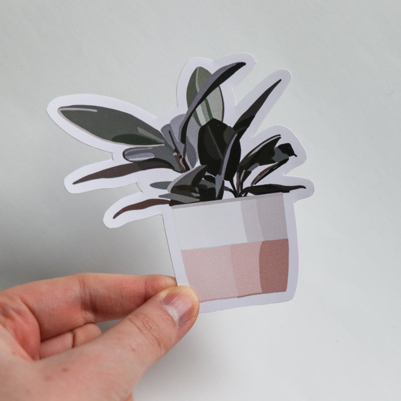 House Plant