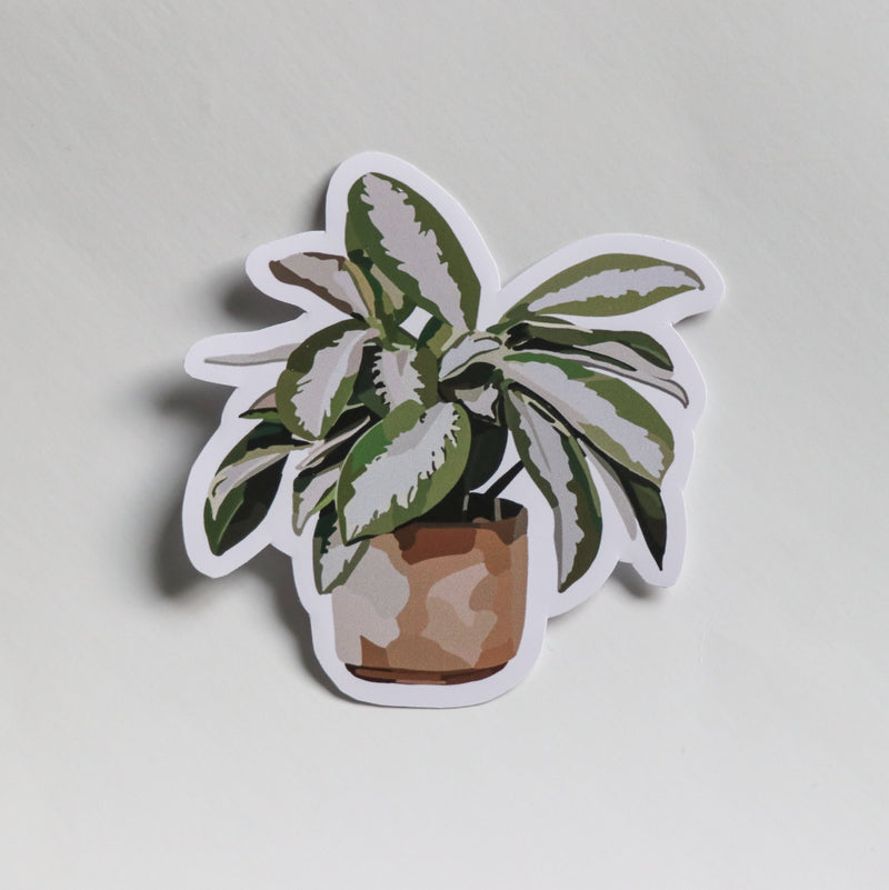 Hosta