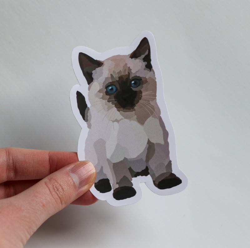 Ragdoll Kitten