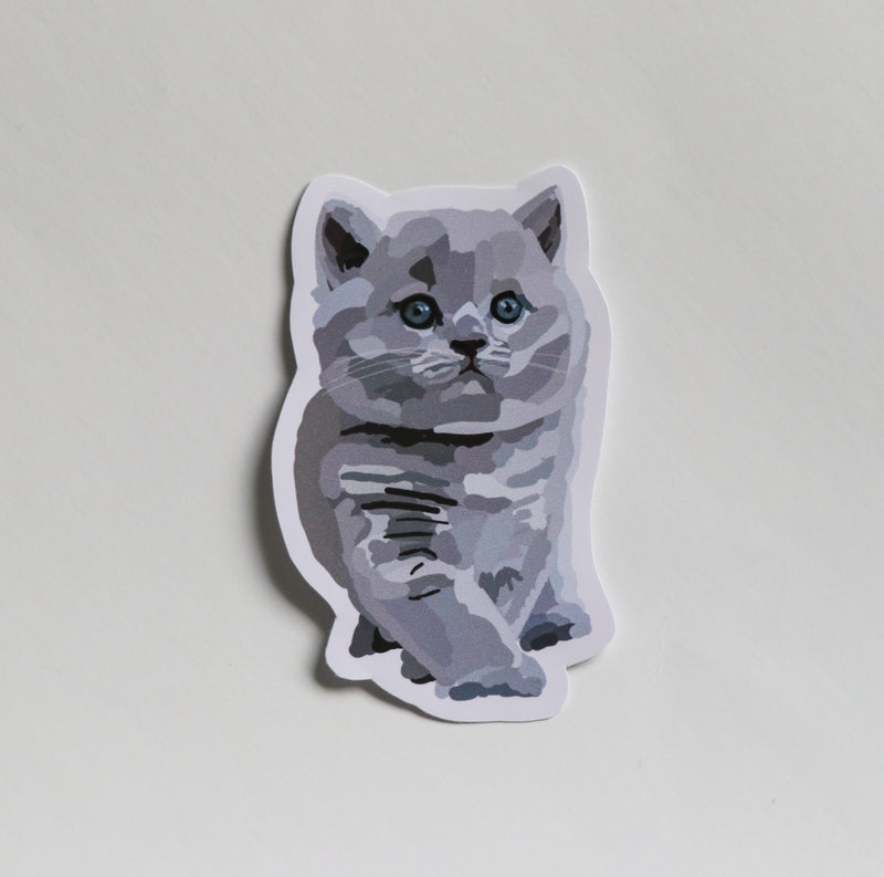 British Shorthair Kitten
